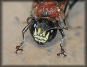 Oryttus_concinnus_05.jpg