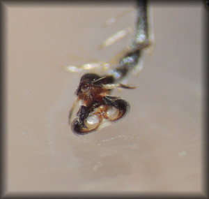 Oryttus_concinnus_06.jpg