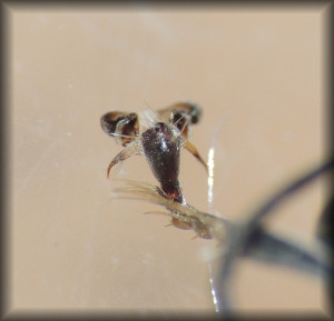 Oryttus_concinnus_07.jpg