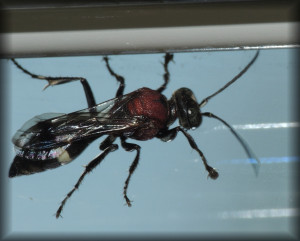 Oryttus_concinnus_20250828_01.jpg