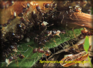 Tetramorium_nuernbergeri_20250830.jpg