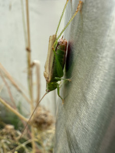 IMG_0519.jpeg