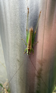 IMG_0521.jpeg