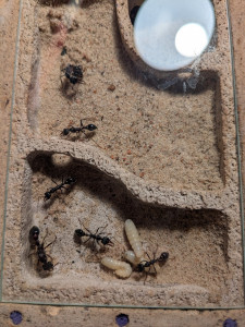 PXL_20250901_155840796.jpg (3.29 MiB) 1130 mal betrachtet Nochmal von oben. Die Linke Larve ist die, die sich gerade Verpuppt. Man sieht auch ein bisschen die Haufen mit verklebtem Substrat.