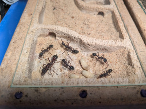 PXL_20250901_160016916.jpg (3.17 MiB) 1130 mal betrachtet Noch ein Bild der pyriformis aktuell