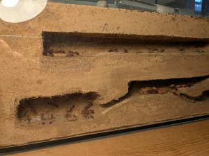 PXL_20250901_160136063.jpg (3.56 MiB) 1220 mal betrachtet Gulosa Nest - heute brauchen sie mehr Platz als die pyriformis. Sie scheinen meine Haltungsbedingungen zu mögen oder halten sie zumindest besser aus.