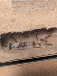 PXL_20250901_160148898.jpg (2.86 MiB) 1130 mal betrachtet Gulosa Larven aktuell