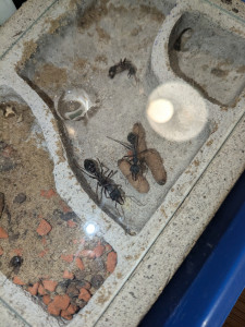 PXL_20241001_173553638.jpg (3.26 MiB) 1065 mal betrachtet Letzten Oktober hatte die Kolonie das letzte mal erfolgreich Puppen gezogen. Das Nest schien damals deutlich feuchter gewesen zu sein.