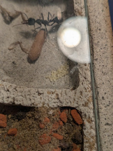 PXL_20241017_164920909.jpg (2.58 MiB) 1220 mal betrachtet Pyriforis Eier im Oktober letzten Jahres- Da hatte ich noch Hoffnung, dass ich bald ein 50 Arbeiterinnen Volk habe.