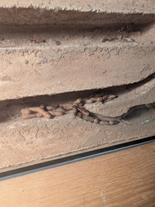 PXL_20250901_160156509.jpg (2.52 MiB) 1130 mal betrachtet Gulosa Puppen aktuell