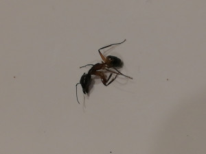 IMG_20250910_213730.jpg