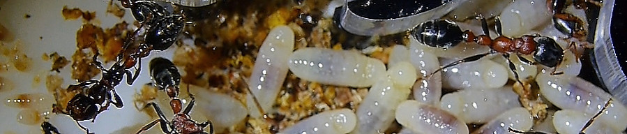 Tetraponera rufonigra-.jpg