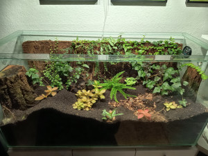 IMG_20250831_182205.jpg (4.22 MiB) 451 mal betrachtet Vom hier noch zu sehenden Laub sind mittlerweile 90 % mit Erde bedeckt-