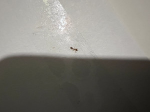IMG_4239.jpeg