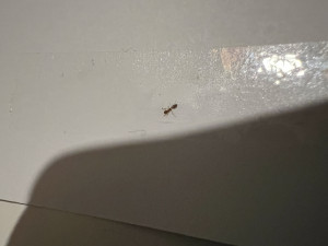 IMG_4238.jpeg