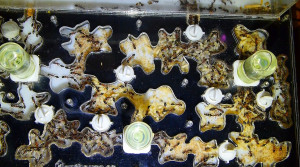 Tetraponera rufonigra Nest.jpg