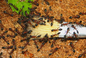 Tetraponera rufonigra_2.jpg