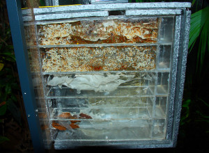 Oecophylla smaragdina Nestblock-1.jpg