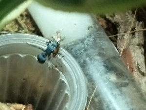 erwischt beim Abtransport