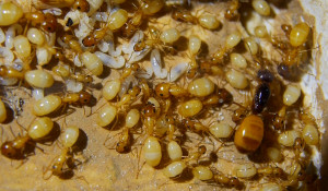 Camponotus fedtschenkoi.jpg