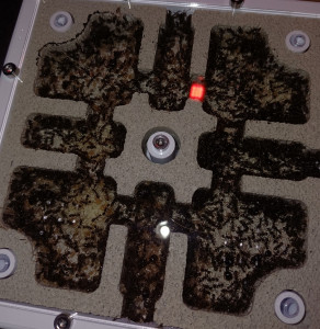 Pheidole sp. 09.11.2025