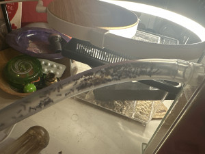 Kolonie im Schlauch mit Brut u. Königin