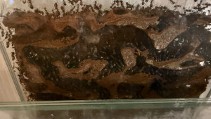 So sieht ein Antstore-Korknest nach 6 Jahren Camponotus nicobarensis aus.