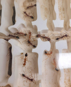 Neuer Schwung frisch geschlüpfter (heller) Arbeiterinnen im Nest, das Bild ist ein paar Wochen alt