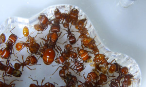 Pogonomyrmex badius Königin _1.jpg