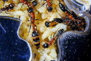 Tetraponera rufonigra Königin bei der Eiablage