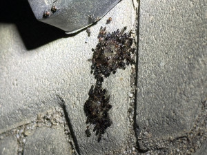 IMG_0469.jpeg (2.59 MiB) 555 mal betrachtet Unter dem Wohnwagen