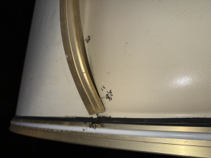 An der Front des Wohnwagens