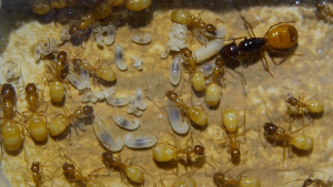 Camponotus fedtschenkoi.jpg