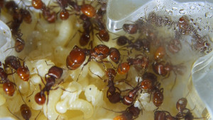 Pogonomyrmex badius_1.jpg