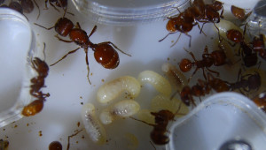 Pogonomyrmex badius_2.jpg