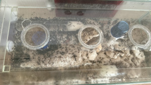 Die Kohlehydrate und Wasserarena