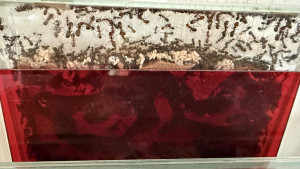 Zweignest wo momentan Brut aufgezogen wird.