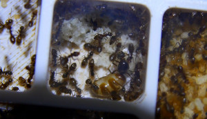 Lasius niger Königin in voller Eiablage _2.jpg