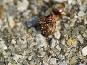 Lasius umbratus Königin mit einer getöteten Lasius Arbeiterin (Quelle: Ameisenwiki)