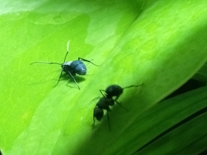 Dehnungsstreifen am Gaster deuten auf gute Ernährung hin.