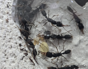 Bild_2026-04-05_134148543.png (960.16 KiB) 116 mal betrachtet Harpegnathos venator Kolonie 1 mit Brut