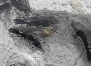 Bild_2026-04-05_134203923.png (884.54 KiB) 116 mal betrachtet Harpegnathos venator Kolonie 2 mit Brut