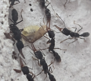 Harpegnathos venator Arbeiterin