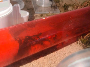 Screenshot 2026-04-10 110446.png