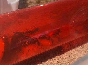 Screenshot 2026-04-10 110508.png