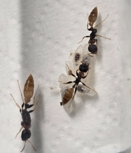 Pseudomyrmex boopis
