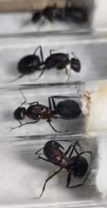 Camponotus angusticollis