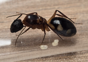 Camponotus substitutus (gründende Königin) mit Eiern.