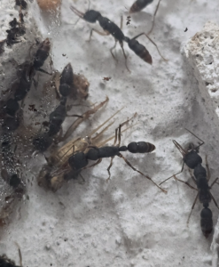 Harpegnathos venator 1/3