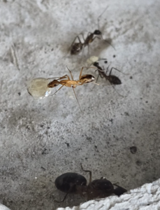 Camponotus maculatus Minor-Arbeiterin